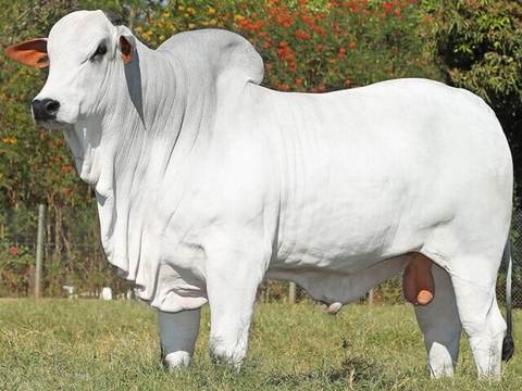 Touro zebu de pelagem branca em pastagem